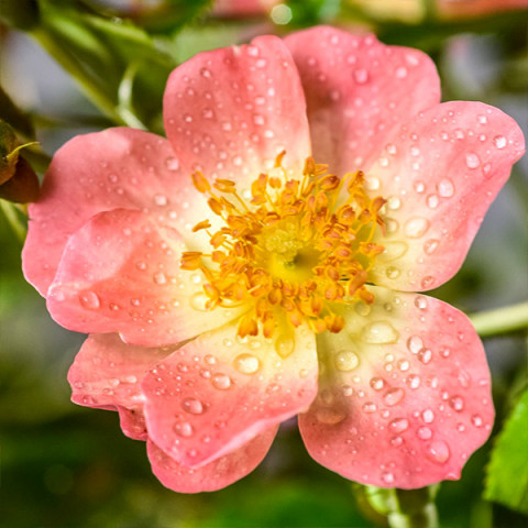 Роза патио Биненвайде Априкот (Bienenweide Apricot)
