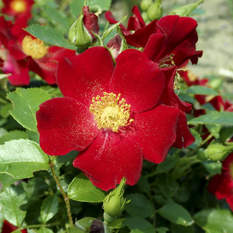 Троянда патіо Біненвайде Рот (Bienenweide Rot)
