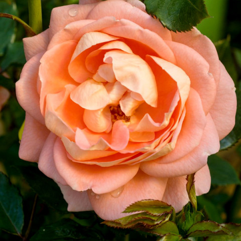 Роза шраб Бонита Ренессанс (Bonita Renaissance)