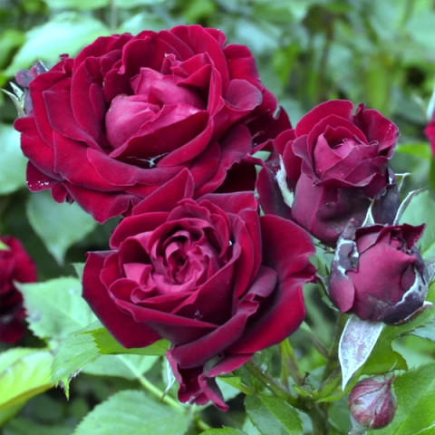 Троянда грунтопокривна Кларет Піксі (Claret Pixie)