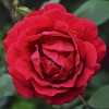 Розa плетистая Дакапо (Dacapo)