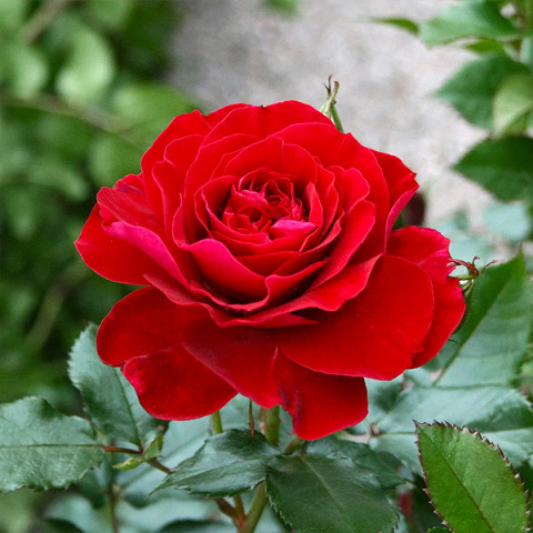 Троянда плетиста Фарука (Farruca)