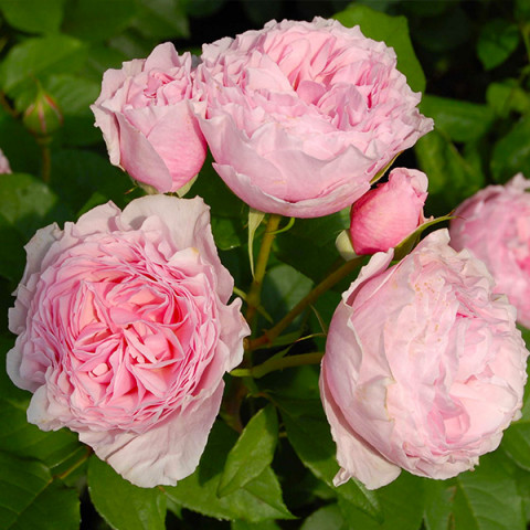 Роза флорибунда Гартентраум (Gartentraume)