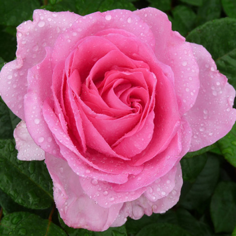 Троянда шраб Гіта Ренессанс (Ghita Renaissance)