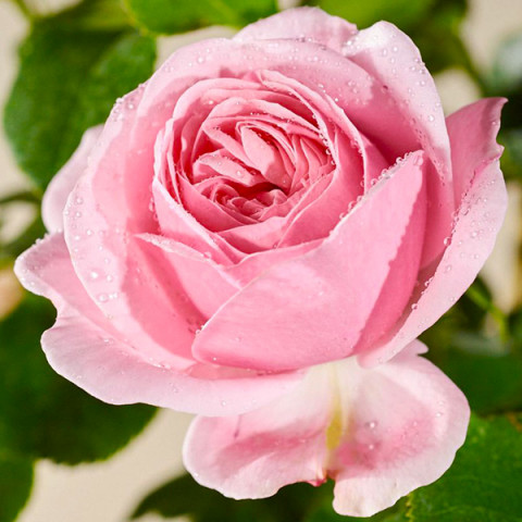 Троянда плетиста Джардіна (Giardina)