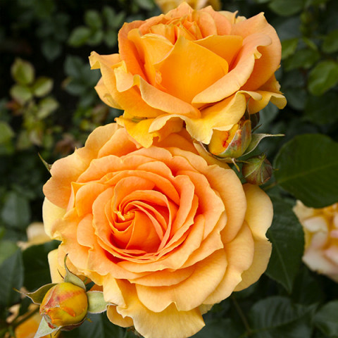 Троянда патіо Голдельзе (Goldelse)