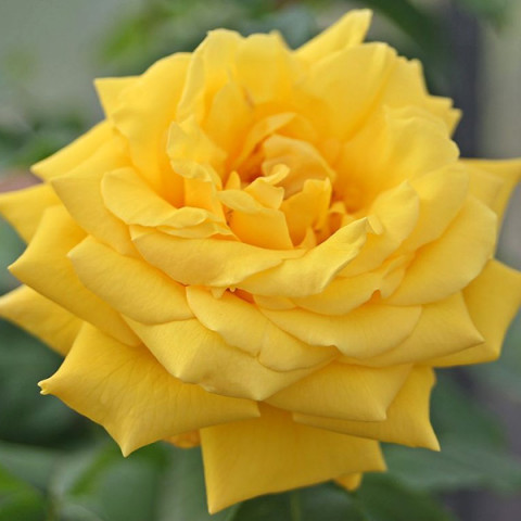 Троянда плетиста Голдштерн (Goldstern)