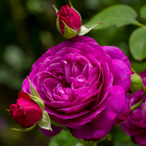 Троянда патіо Хайди Клум Розе (Heidi Klum Rose)