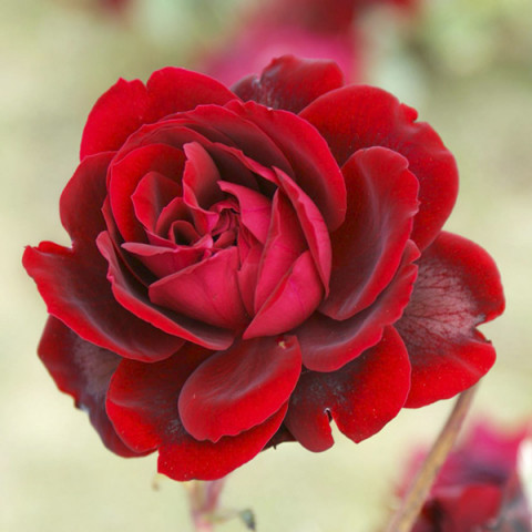 Троянда шраб Ізабель Ренессанс (Isabel Renaissance)