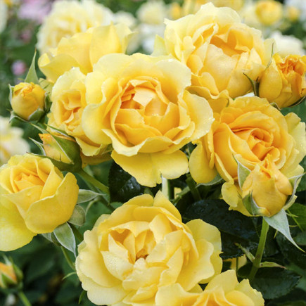 Троянда флорібунда Джулія Чайлд (Julia Child)