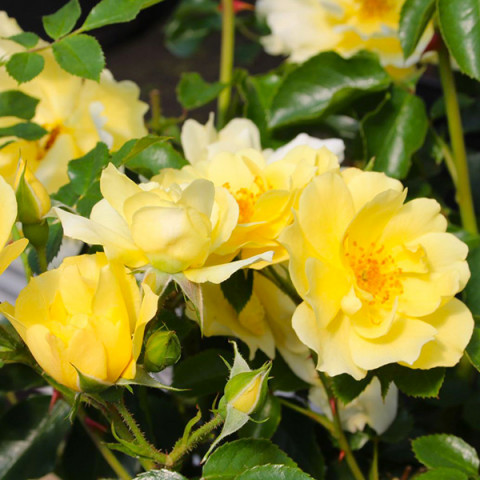 Роза почвопокровная Лаймесголд (Limesgold)