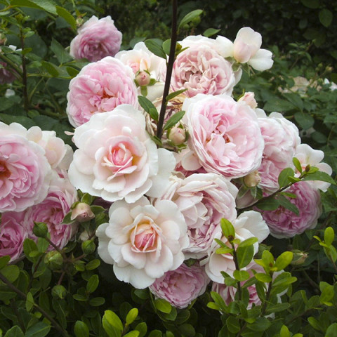 Троянда ґрунтопокривна Лавлі Мейян (Lovely Meilland)