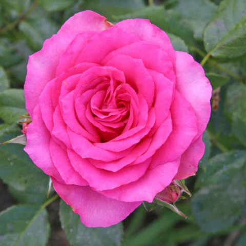 Троянда плетиста Марітім (Maritim)