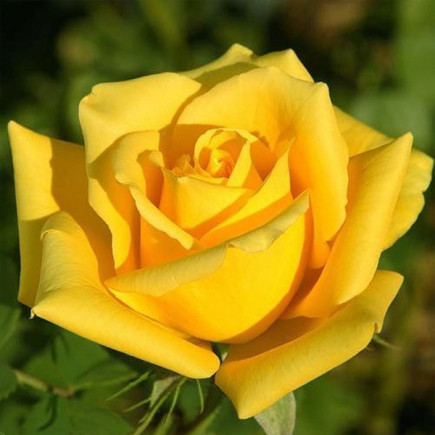 Роза почвопокровная Мохана (Mohana)