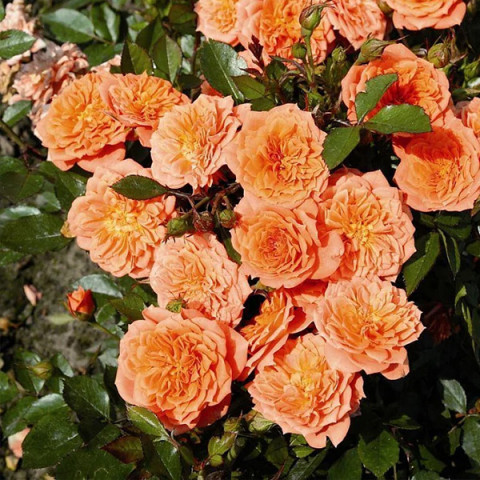 Роза почвопокровная Оранж Фейри (Orange Fairy)