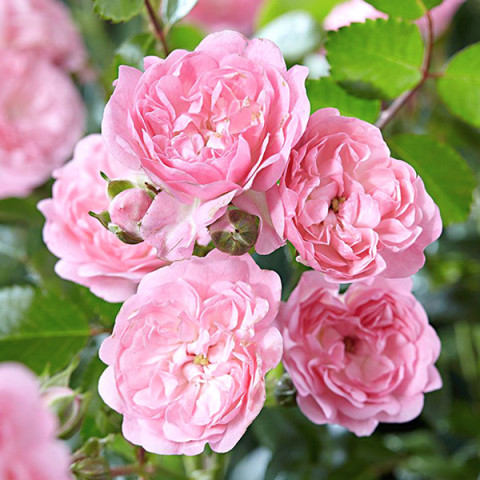 Роза почвопокровная Пинк Фейри (Pink Fairy)