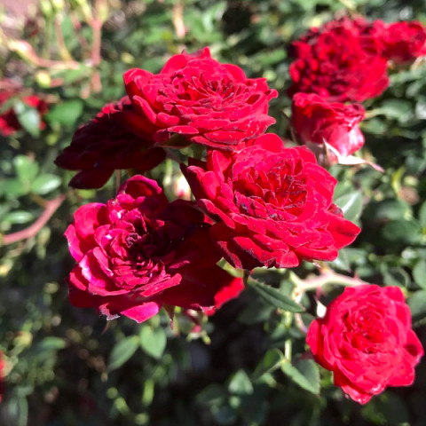 Троянда грунтопокривна Ред Каскад (Red Cascade)