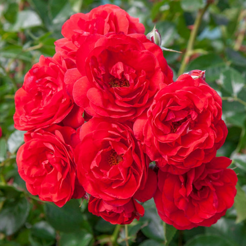Роза почвопокровная Скарлет Мейяндекор (Scarlet Meillandecor)