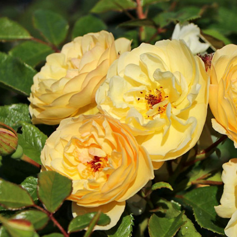 Троянда грунтопокривна Зоненширм (Sonnenschirm)
