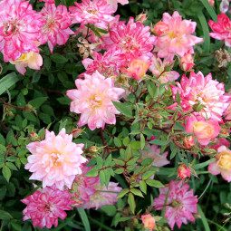 Троянда грунтопокривна Тріколор Фейрі (Tricolor Fairy)