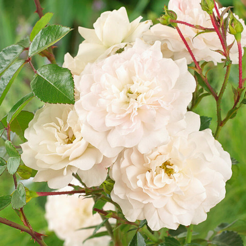 Роза почвопокровная Вайт Ковер (White Cover)