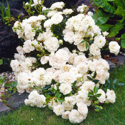 Роза почвопокровная Вайт Мейланд (White Meidiland)