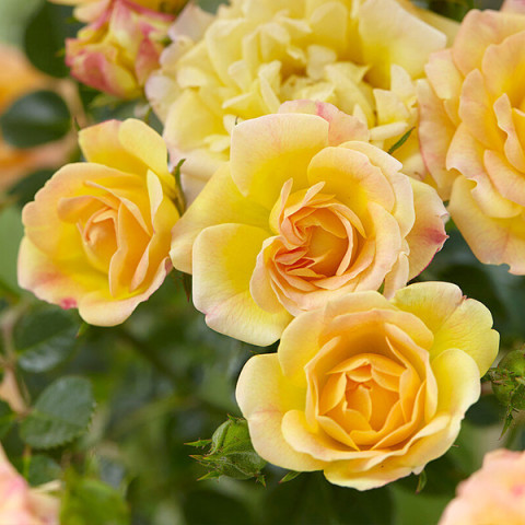 Троянда грунтопокривна Єллоу Фейрі (Yellow Fairy)