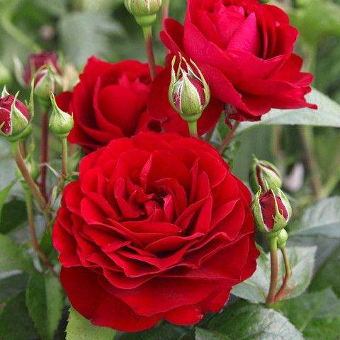 Троянда флорібунда Аріфа (Arifa)