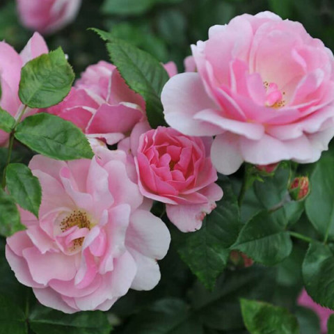 Троянда флорібунда Бернд Вайгель Розе (Bernd Weigel rose)