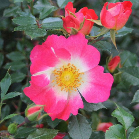 Троянда патіо Біненвайде Біколор (Bienenweide Bicolor)