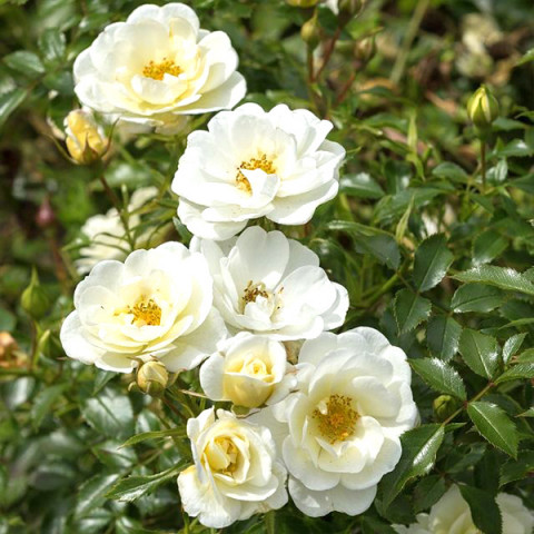 Троянда патіо Біненвайде Айворі (Bienenweide Ivory)