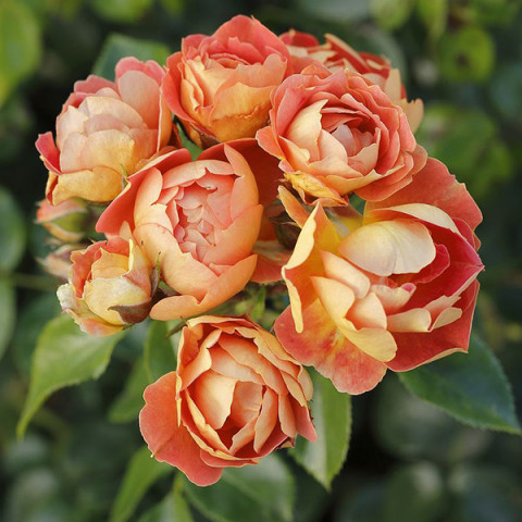Троянда патіо Біненвайде Манго (Bienenweide Mango)