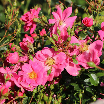 Троянда шраб Біненвайде Розе (Bienenweide Rosa)