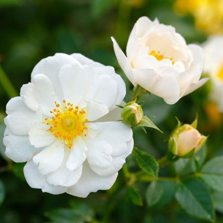 Троянда шраб Біненвайде Вайс (Bienenweide White)