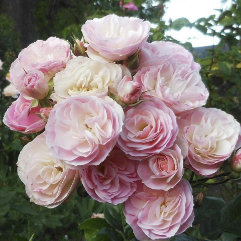 Роза Букет Парфе (Bouquet Parfait)