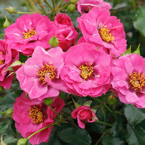 Троянда шраб Орієнта Джаміла (Orienta Djamila)