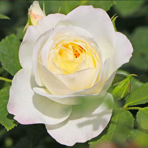 Троянда Фріденсліхт (Friedenslicht)