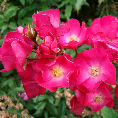 Троянда Гранд-Дюк Жан (Grand-Duc Jean)