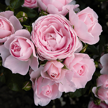 Роза Ханс Гоневейн Роуз (Hans Gonewein Rose)