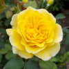 Троянда флорібунда Інка (Inka)