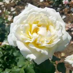 Роза Ирина (Irina)