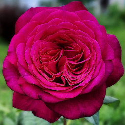 Троянда чайно-гібридна Йоганн Вольфганг фон Гете (Johann Wolfgang von Goethe Rose) Троянда чайно-гібридна Йоганн Вольфганг фон Гете (Johann Wolfgang von Goethe Rose)