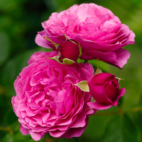 Троянда флорібунда Каффі Фассетт Роуз (Kaffe Fassett Rose)