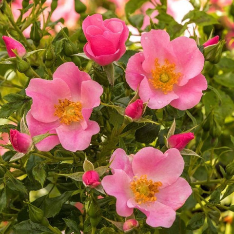 Троянда грунтопокривна Ленд Фрауен Розе (Landfrauen Rose)