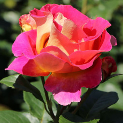 Роза чайно-гибридная Малейка (Maleica)