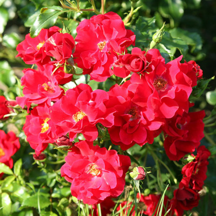 Роза шраб Матадор (Matador)