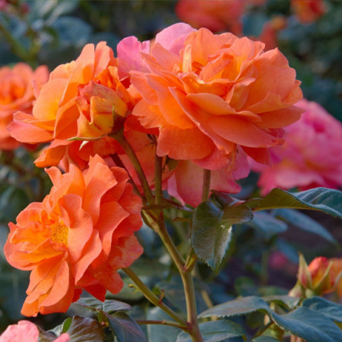 Троянда шраб Морнінг Сан (Morning Sun)