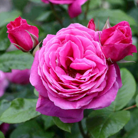 Троянда шраб Наомі Ренесанс (Naomi Renaissance)