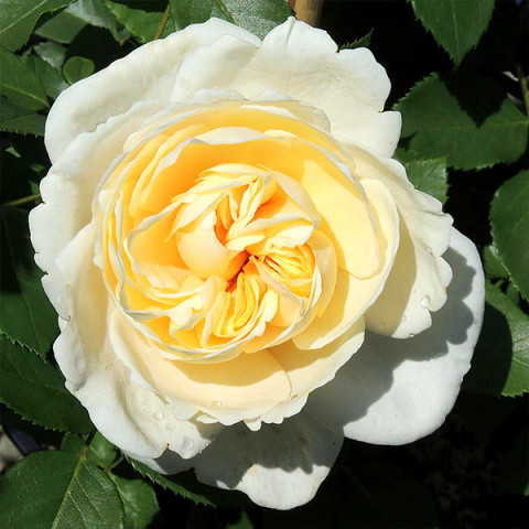 Троянда шраб Ніна Ренесанс (Nina Renaissance)