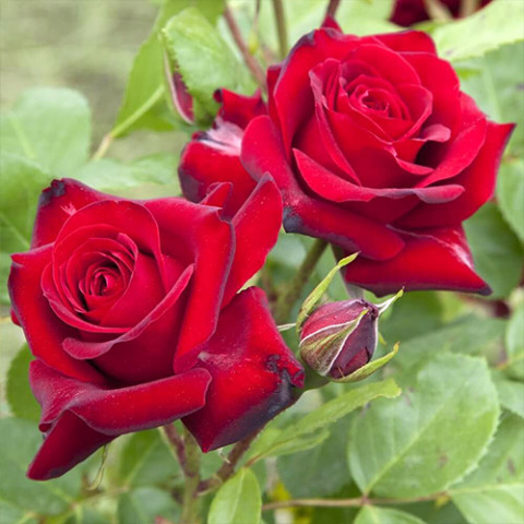 Троянда Паганіні (Paganini)